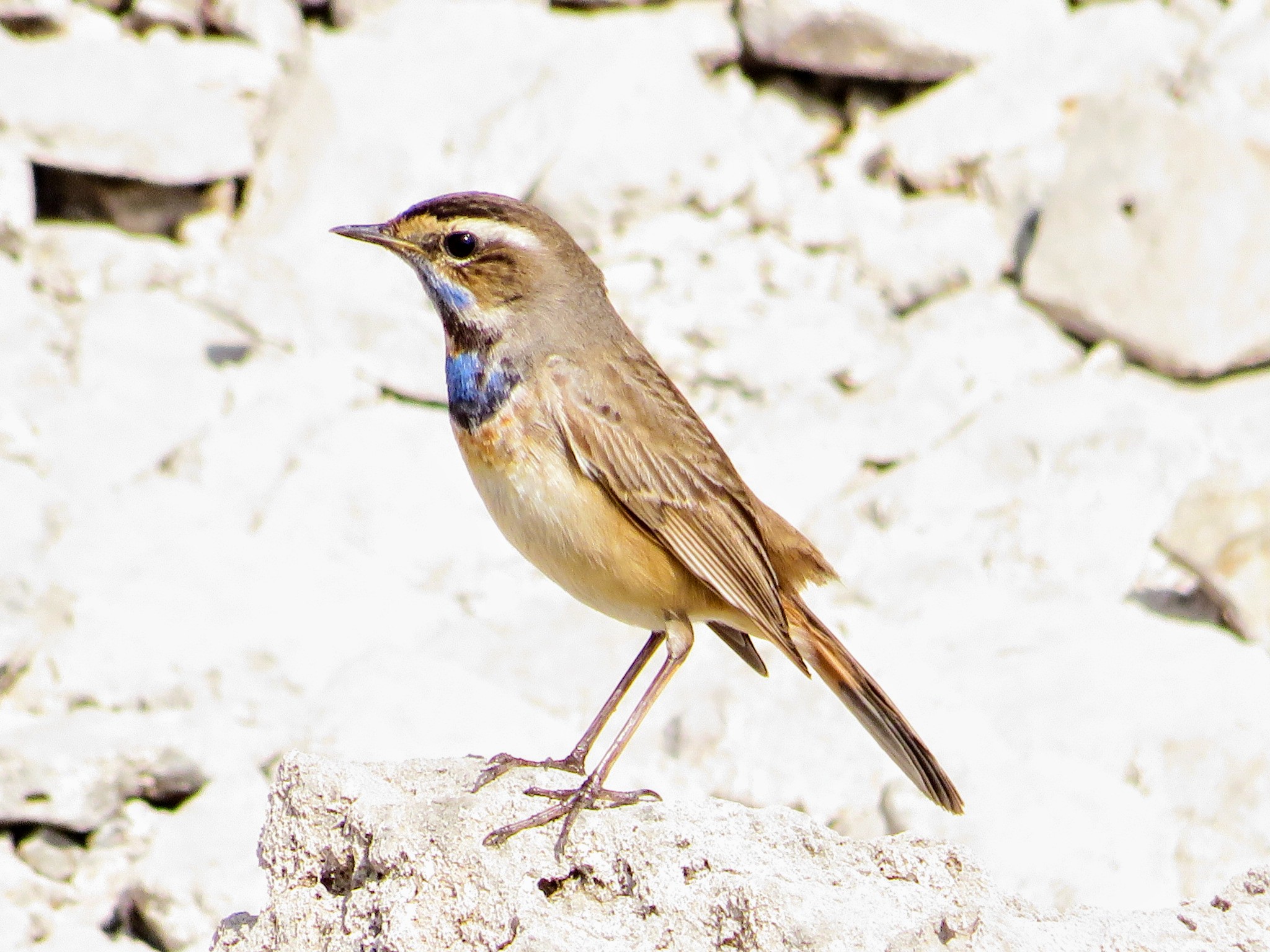 Bluethroat